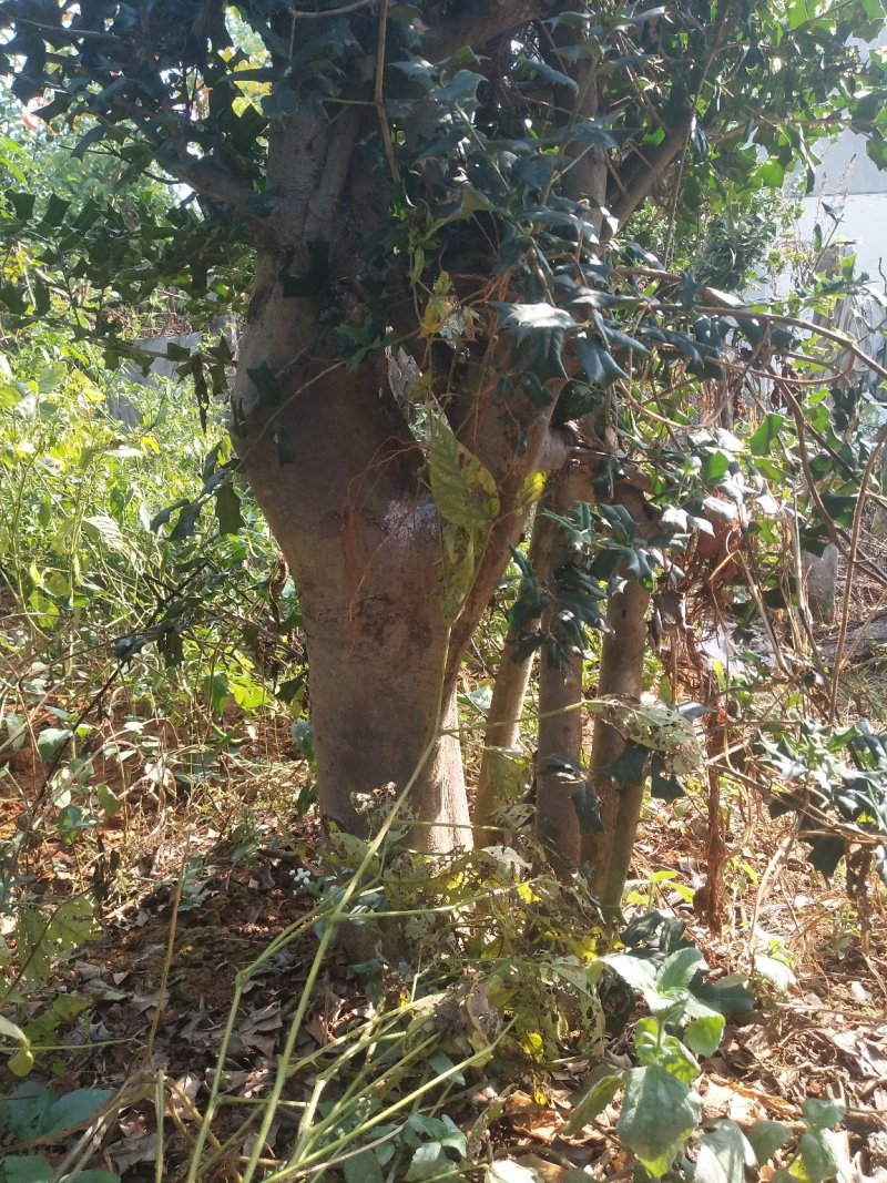 枸骨树桩，可预定……