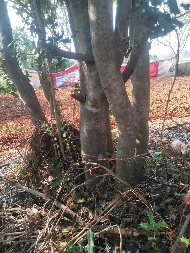 枸骨树桩，可预定……