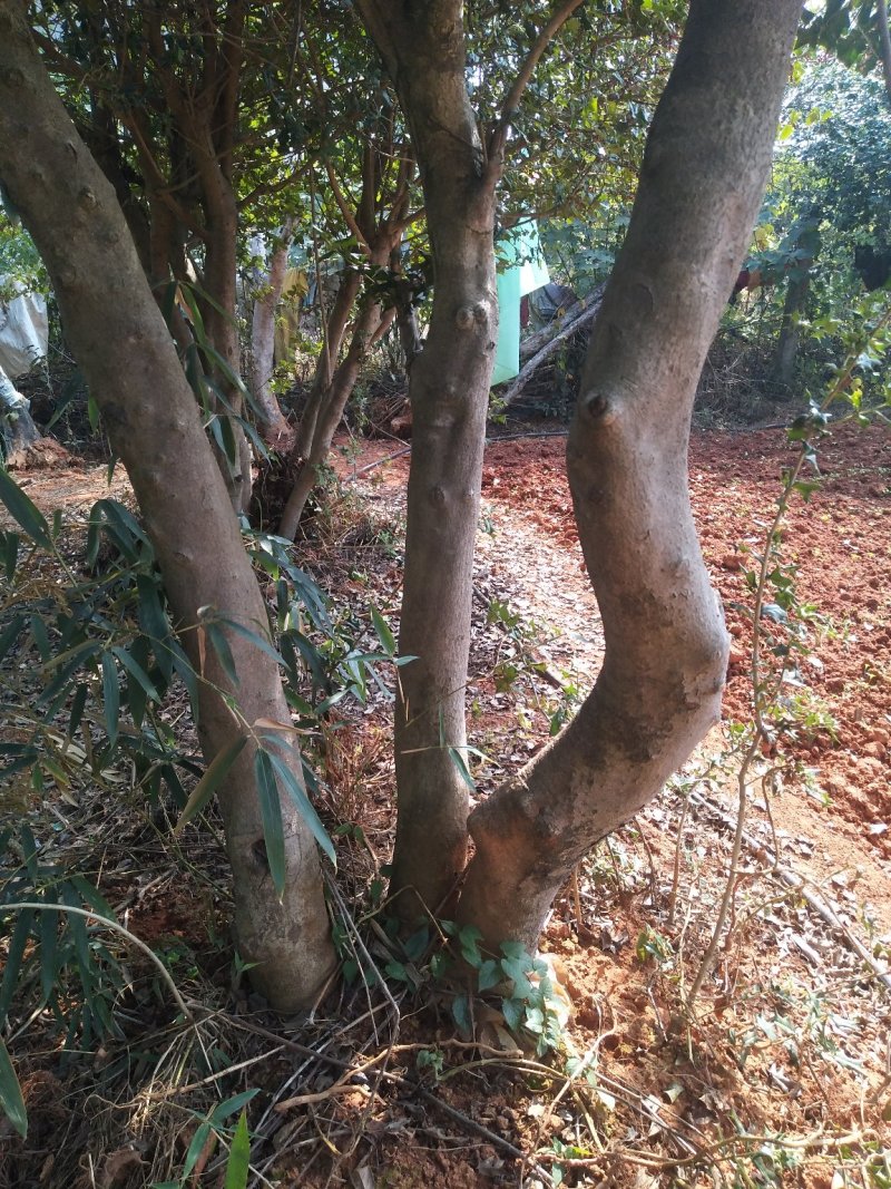 枸骨树桩，可预定……