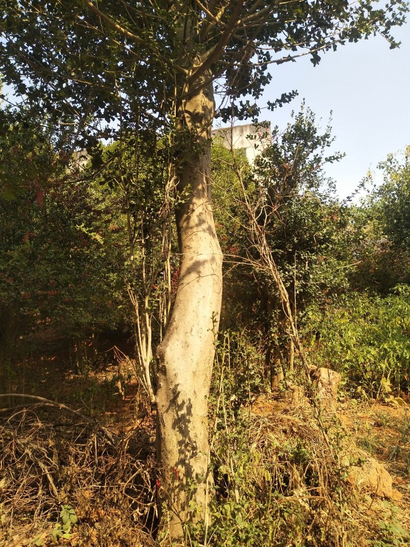 枸骨树桩，可预定……
