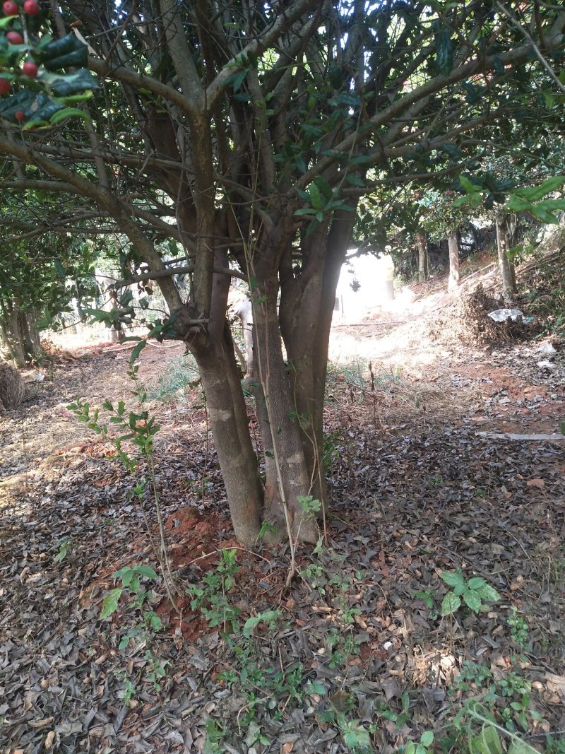 枸骨树桩，可预定……