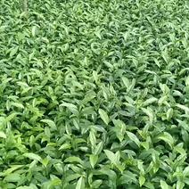 茶树苗：福云6号茶树苗，0.5米以下基地大量直供