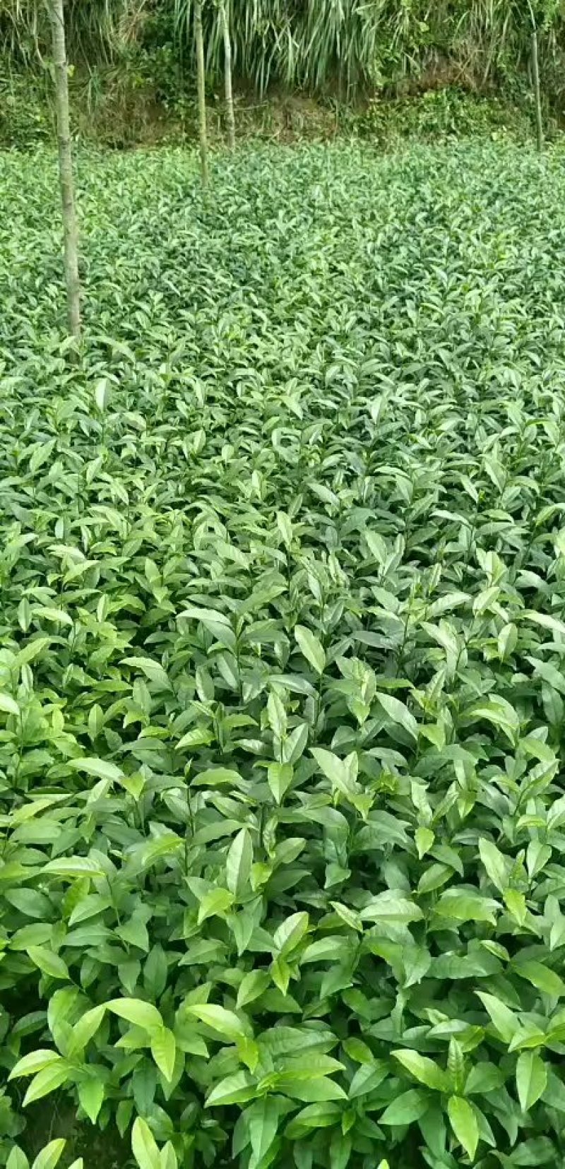 茶树苗：福云6号茶树苗，0.5米以下基地大量直供