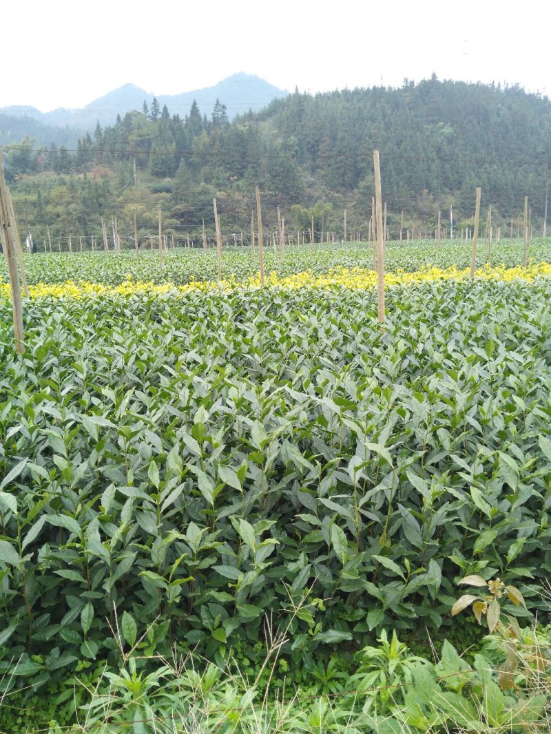 茶树苗：福云6号茶树苗，0.5米以下基地大量直供