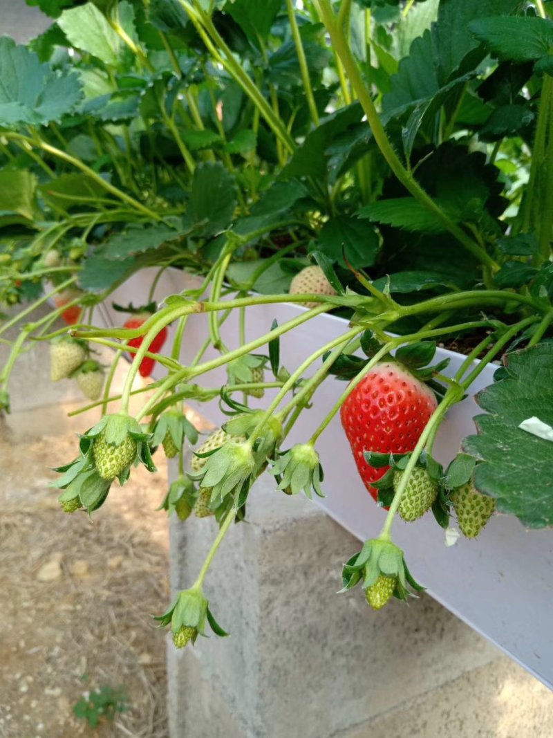 草莓大量上市顾客至上