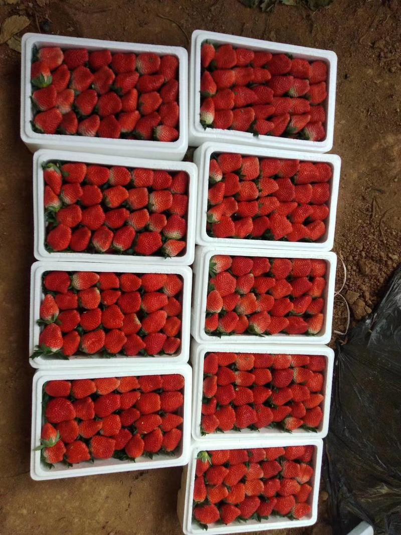 草莓大量上市诚信代购按需分拣