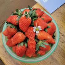 浆果类甜宝草莓开始大量上市