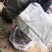 山东红色之爱苹果树苗新品种红肉苹果苗烟福8苹果树苗