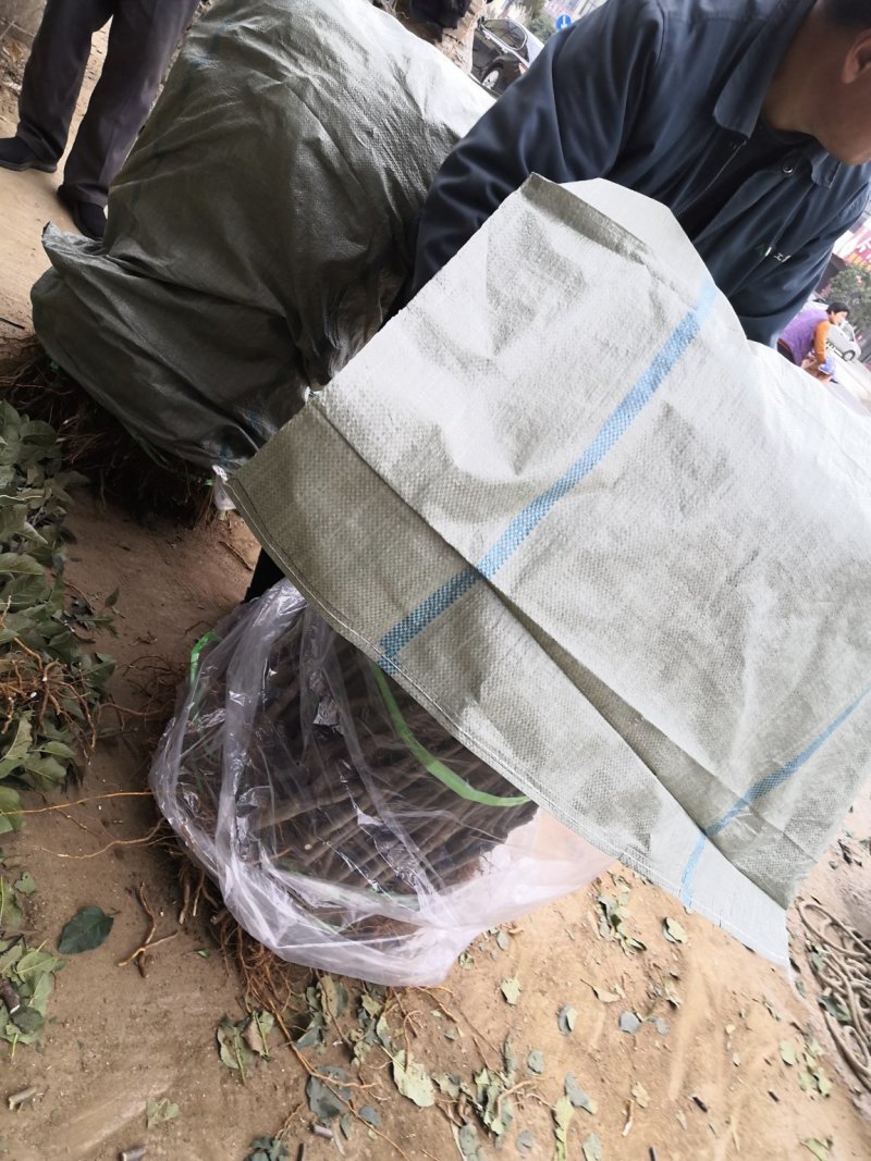 山东红色之爱苹果树苗新品种红肉苹果苗烟福8苹果树苗