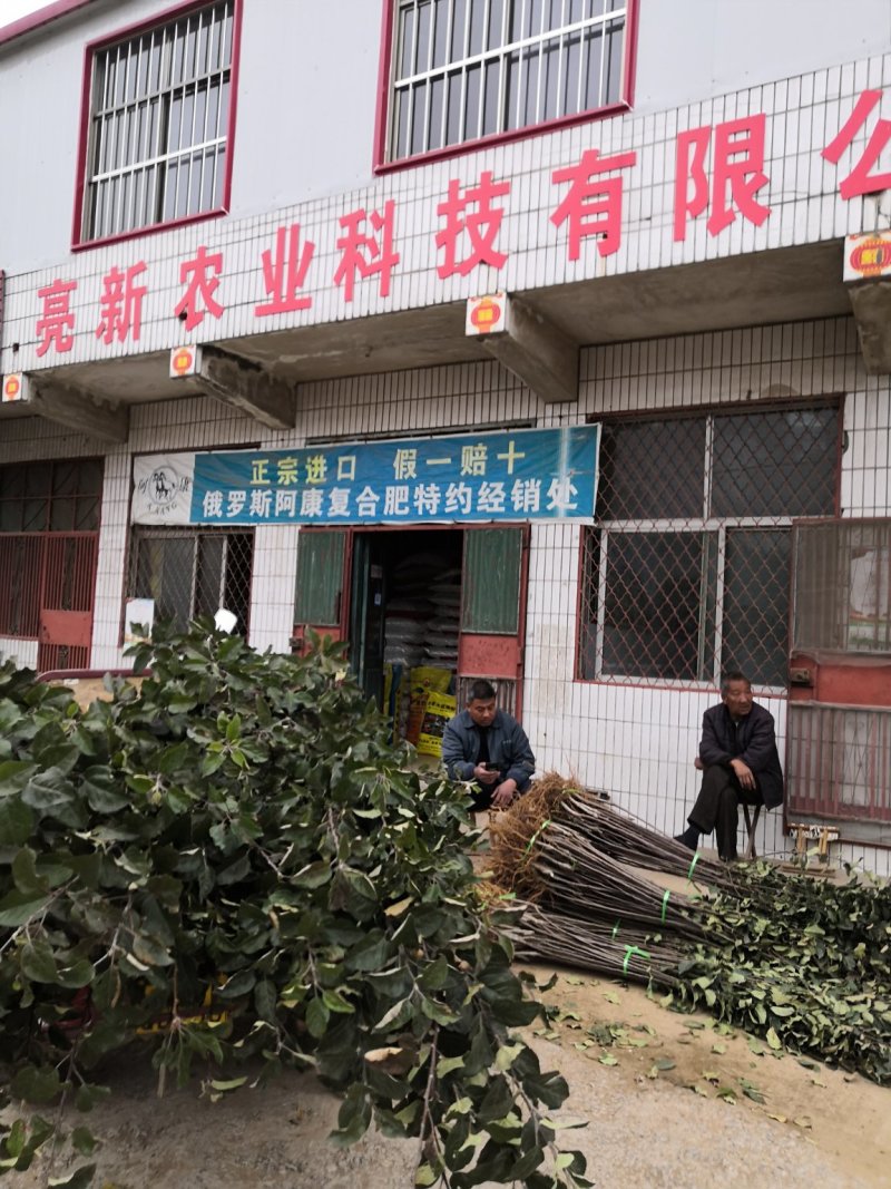山东红色之爱苹果树苗新品种红肉苹果苗烟福8苹果树苗