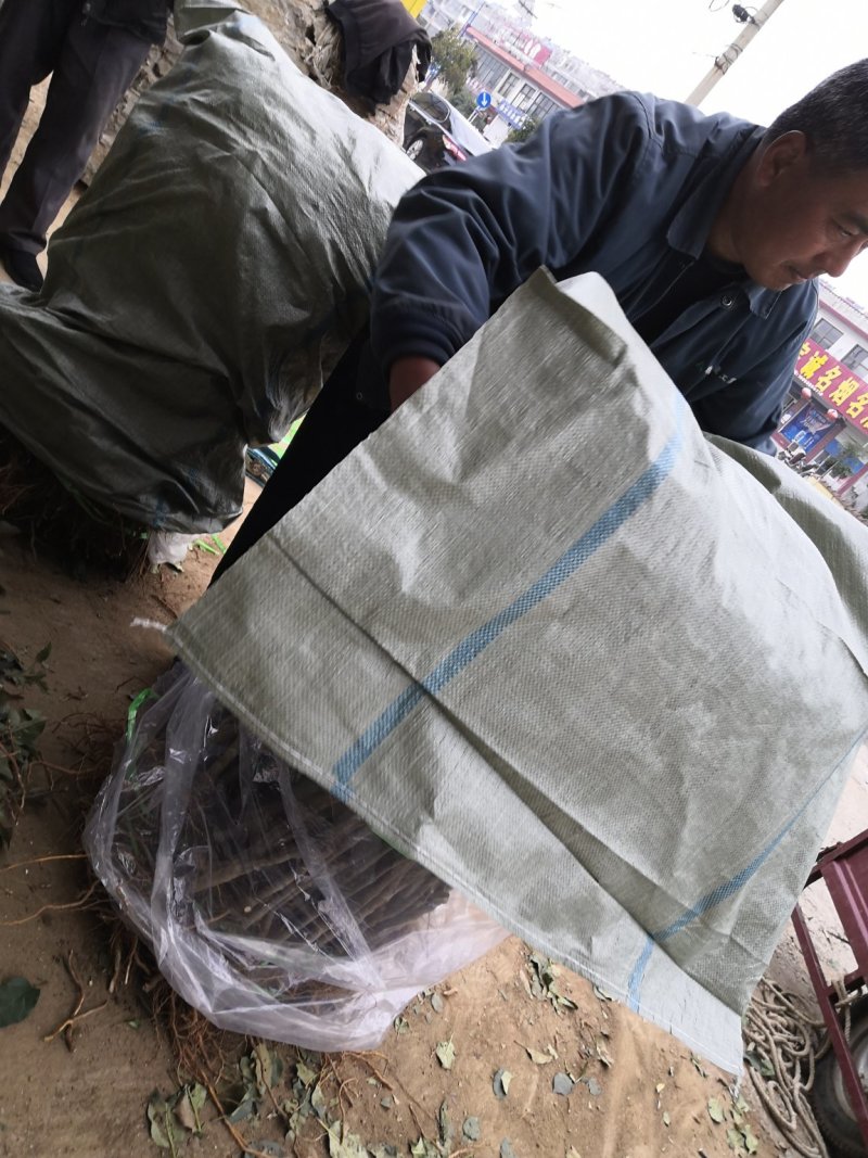 山东红色之爱苹果树苗新品种红肉苹果苗烟福8苹果树苗
