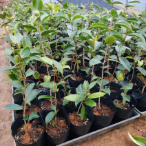 红花油茶苗油茶苗保证正品可开三证一签发票