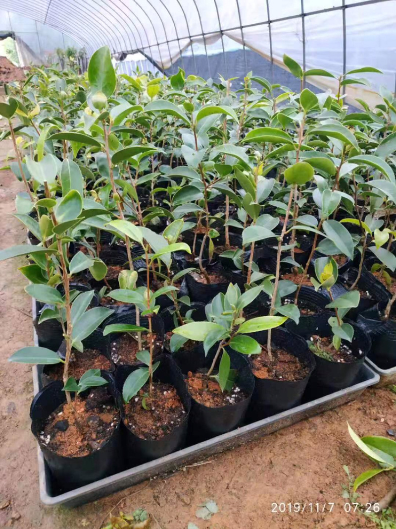 红花油茶苗浙江系列红花油茶轻质杯苗嫁接苗