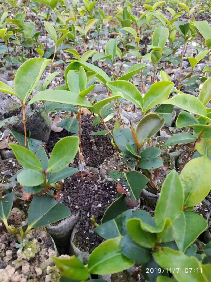 红花油茶苗浙江系列红花油茶轻质杯苗嫁接苗