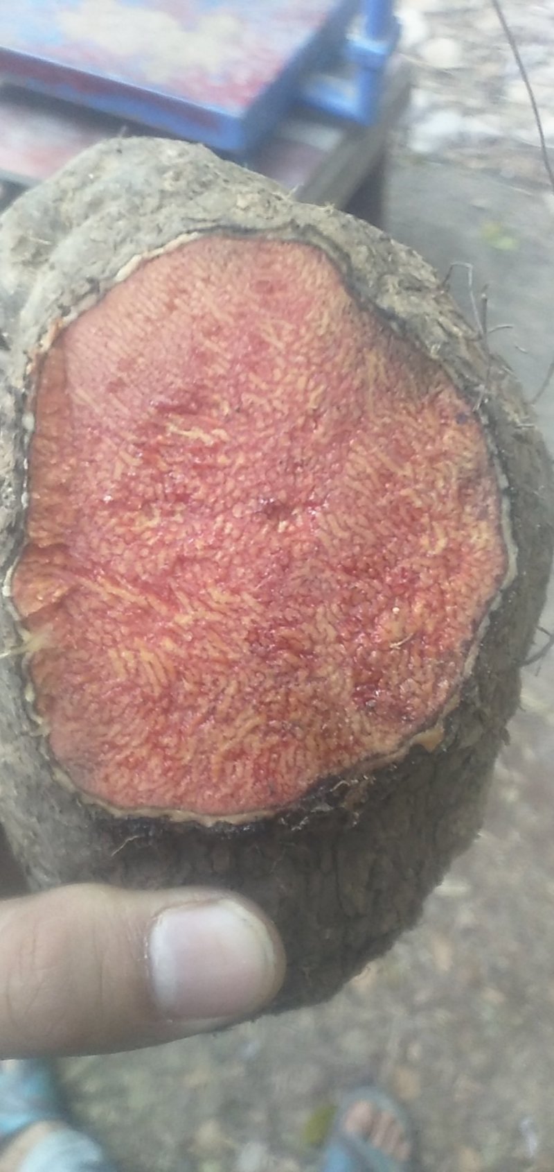 野生薯莨