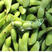 64天豆丰翠绿宝，产量高，开原公司直发，