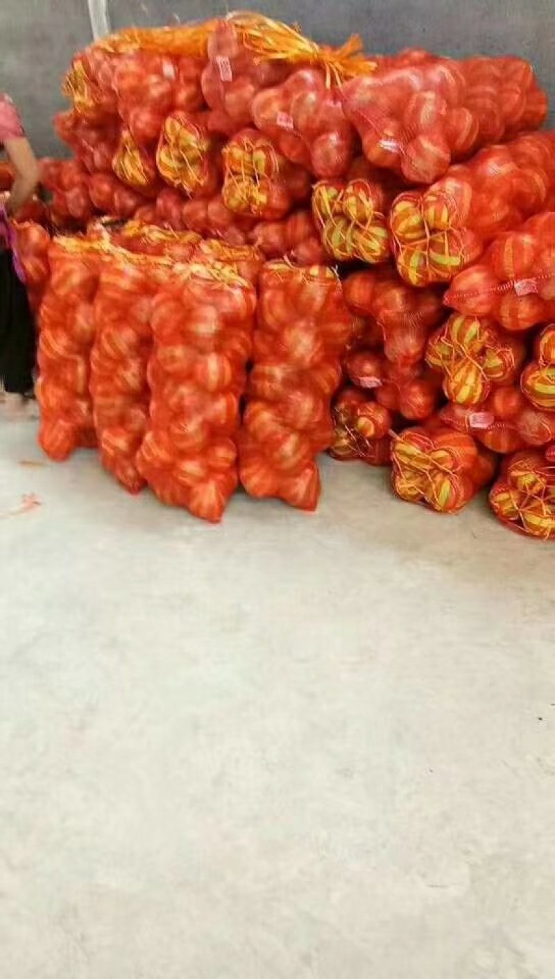 安江冰糖柚