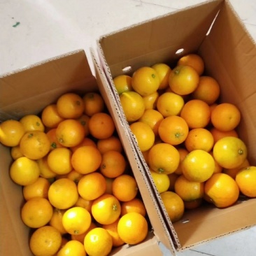 黔阳冰糖橙
