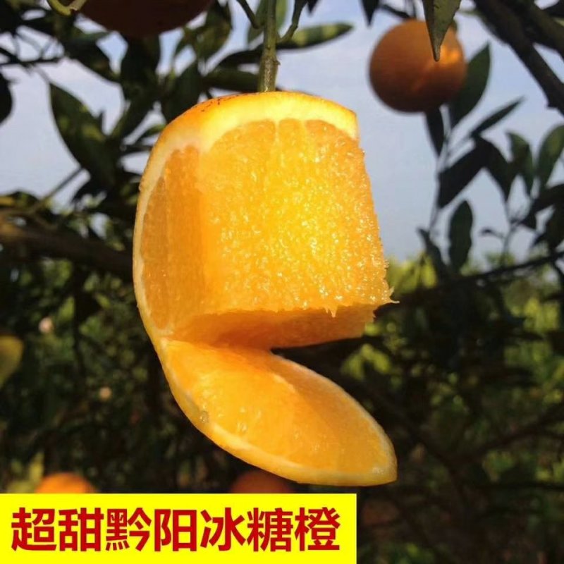 黔阳冰糖橙