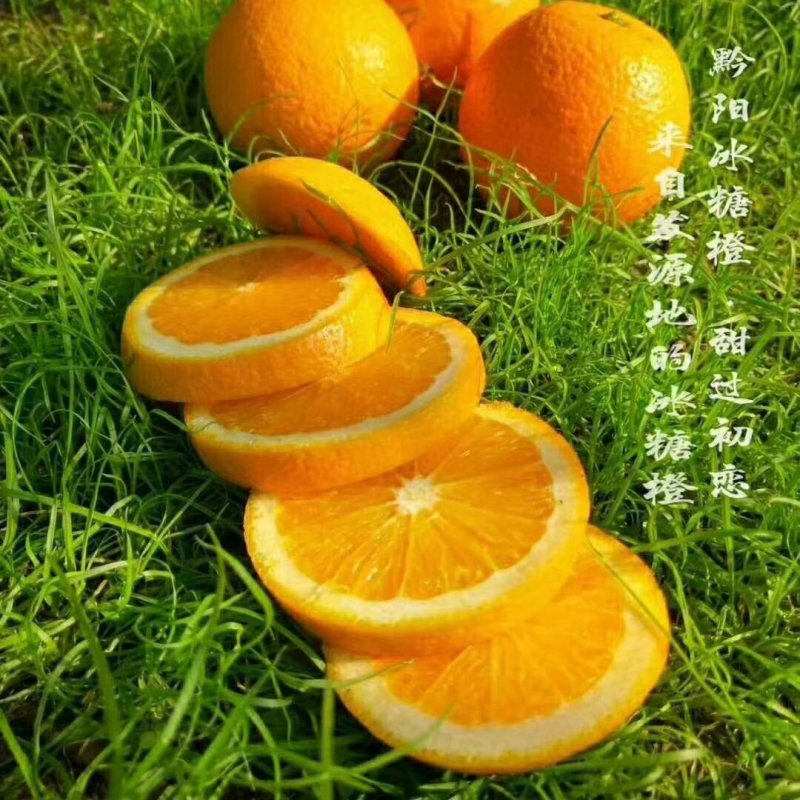 黔阳冰糖橙