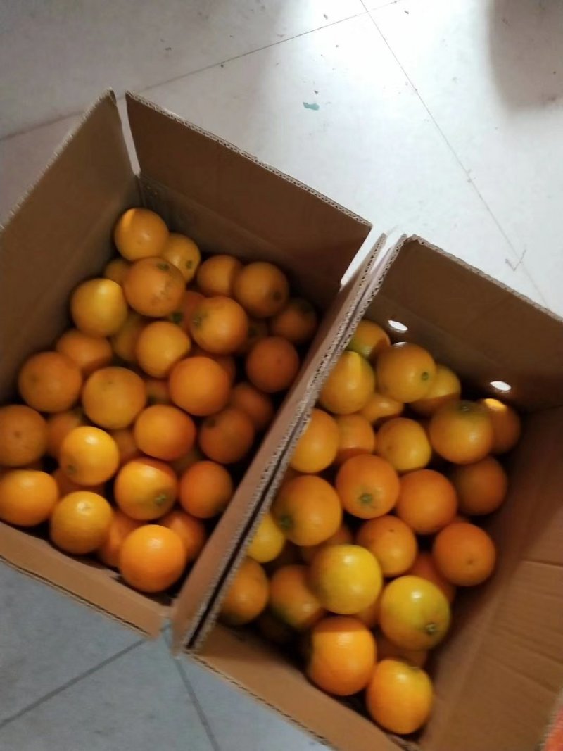 黔阳冰糖橙