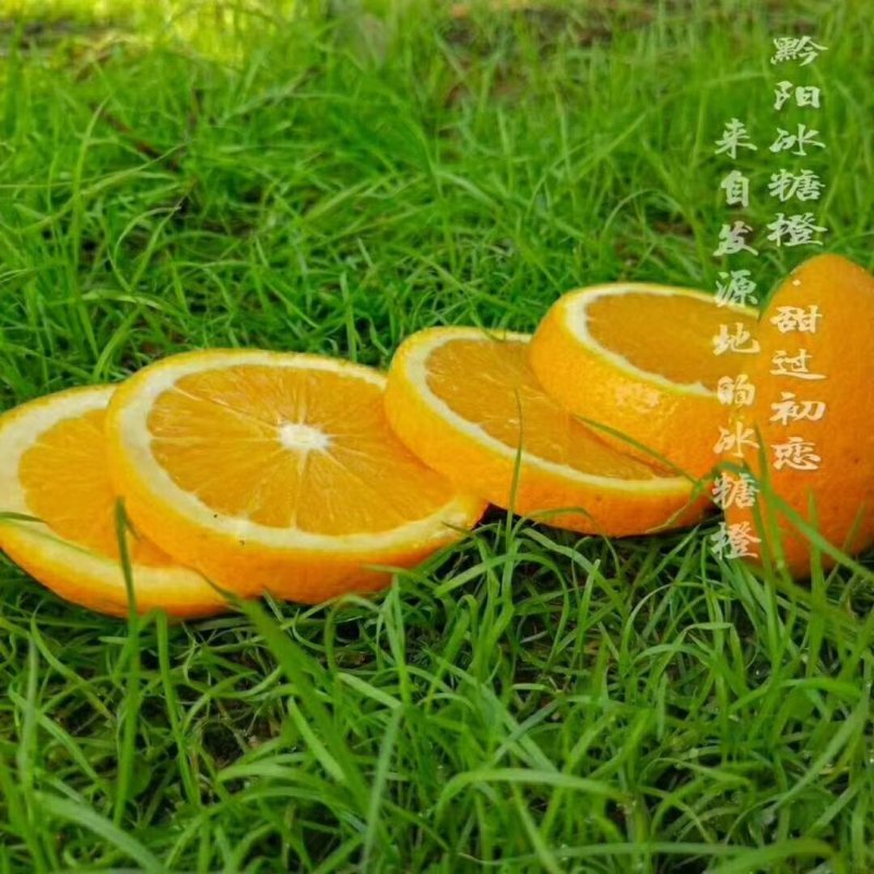 黔阳冰糖橙