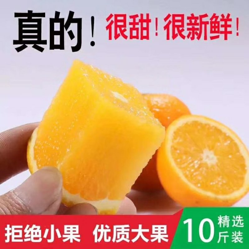 黔阳冰糖橙