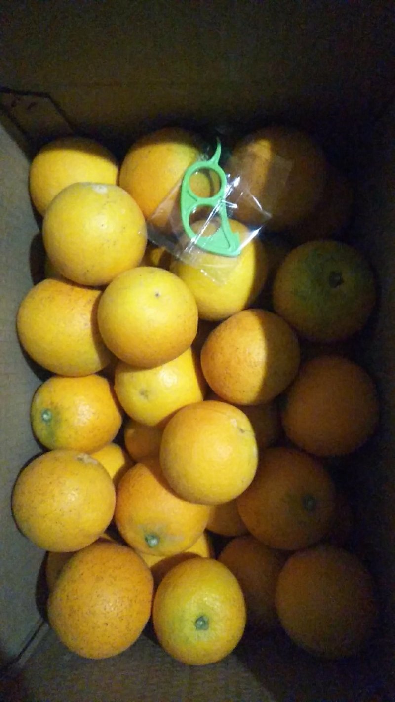 黔阳冰糖橙