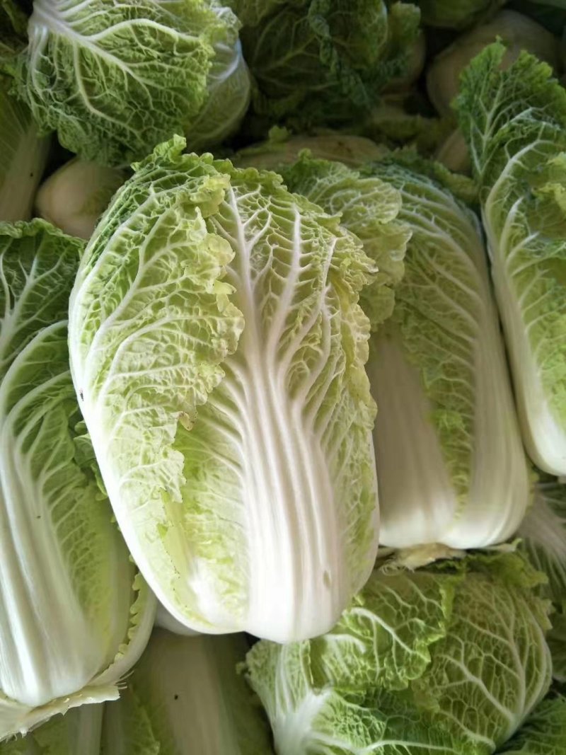 黄心白菜质量好品质优货源充足质量保证