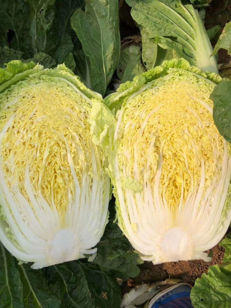 黄心白菜质量好品质优货源充足质量保证
