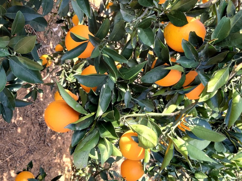 【长虹脐橙】产地直销现场把控质量装车一手货源