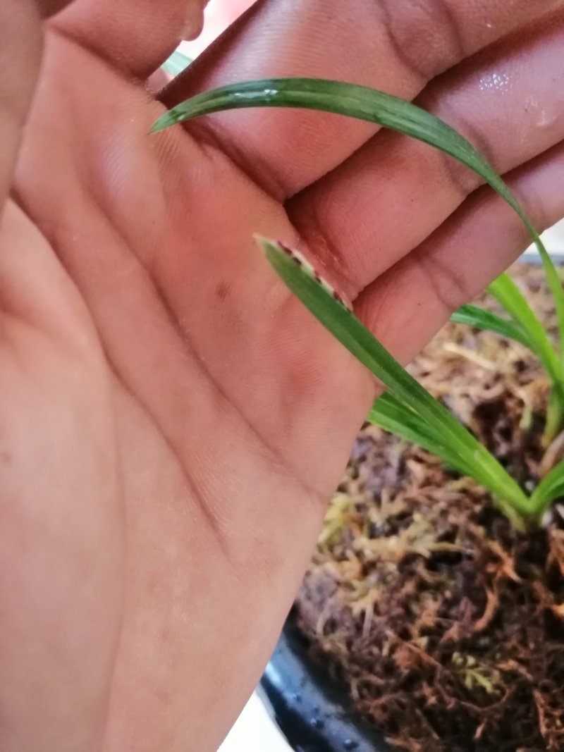 莲瓣，大唐凤羽