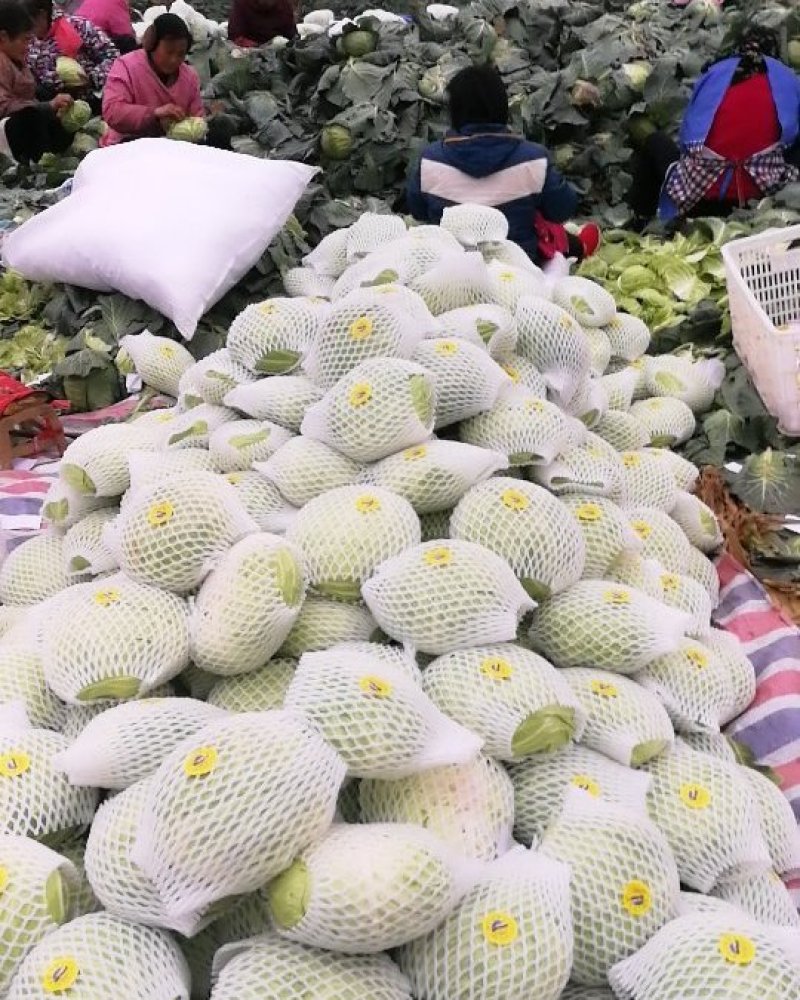 精品水果甘蓝清香脆甜品质好