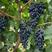出售甜蜜蓝宝石葡萄种苗.专业繁育葡萄种苗.包质量，包服务