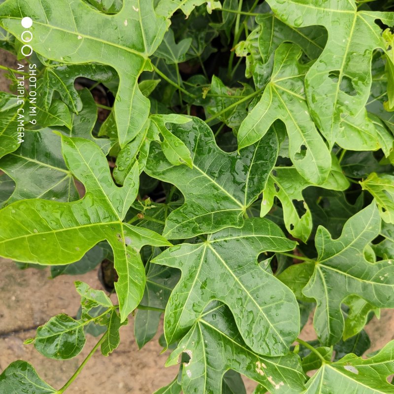 澳洲火焰木，绿化庭院观赏树苗可
