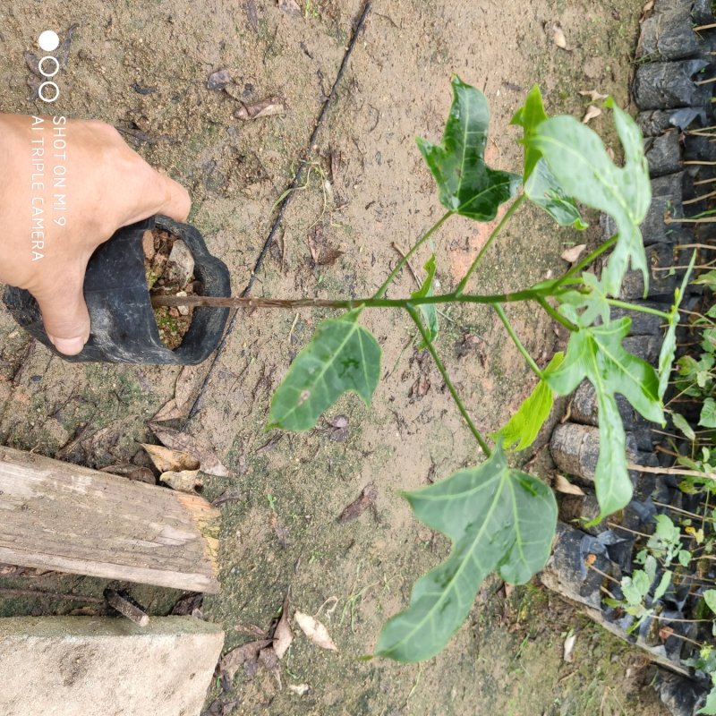 澳洲火焰木，绿化庭院观赏树苗可