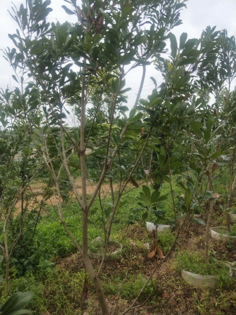杨梅苗东魁杨梅荸荠杨梅苗诚信经营量大从优