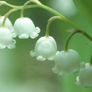 风铃花种子多年生风铃花草本种植。