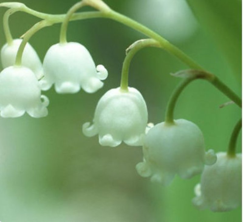 风铃花种子多年生风铃花草本种植。