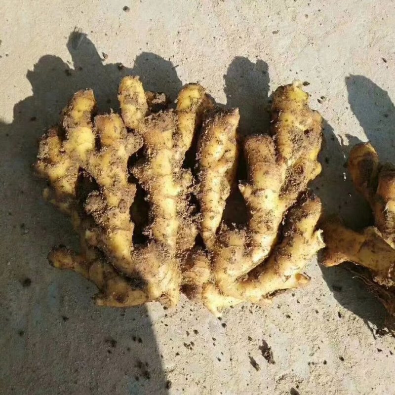 优质--生姜鲜姜姜母--货源充足，质量好，联系优惠力度大