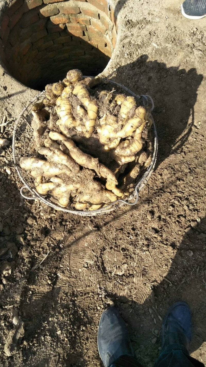优质--生姜鲜姜姜母--货源充足，质量好，联系优惠力度大