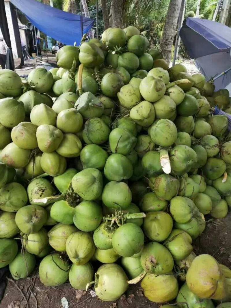 海南青椰嫩椰子批发量大优惠