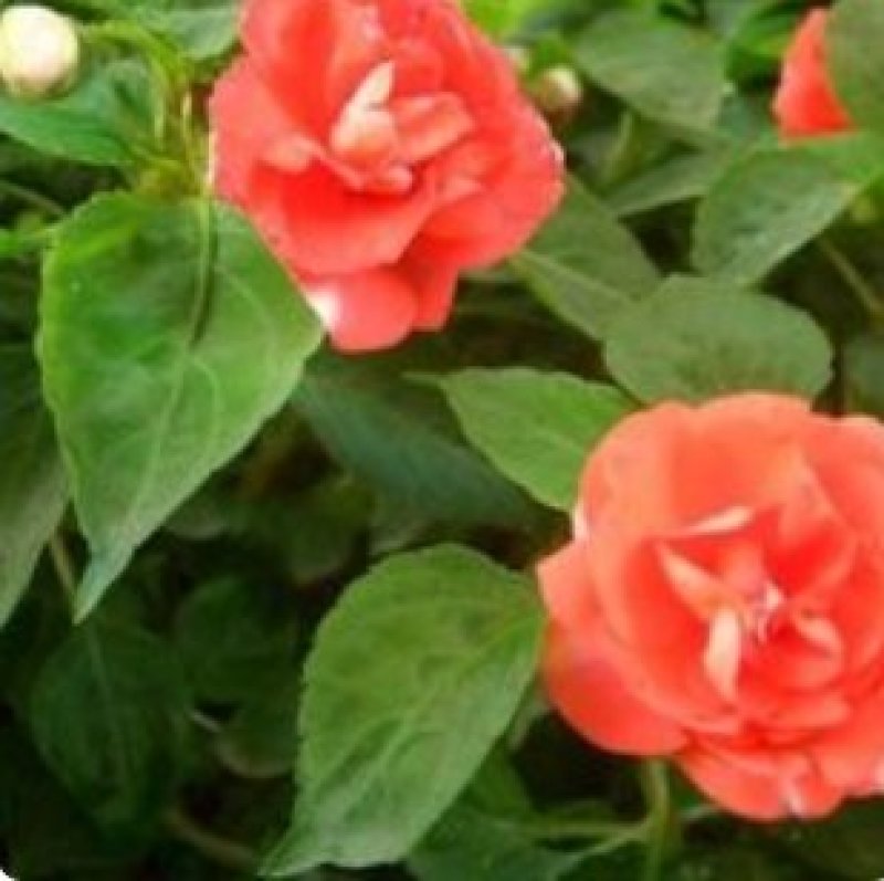 凤仙花种子仙花风仙花植物。