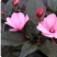 凤仙花种子仙花风仙花植物。