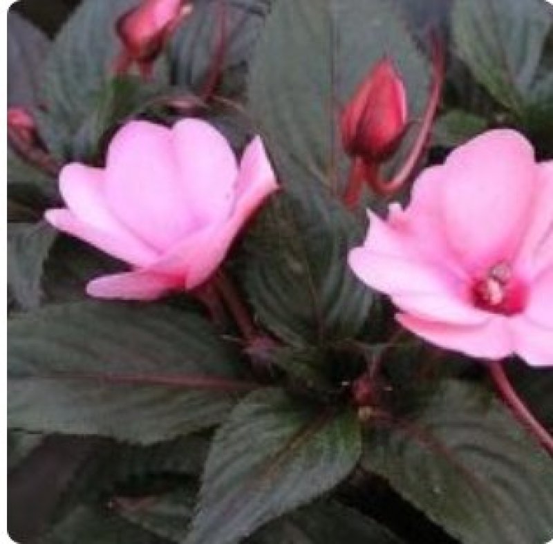 凤仙花种子仙花风仙花植物。