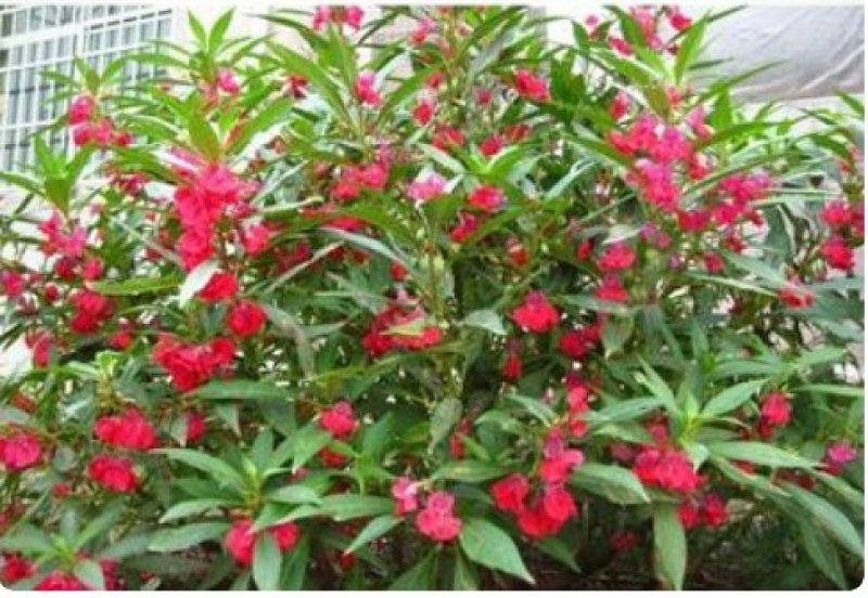 凤仙花种子仙花风仙花植物。