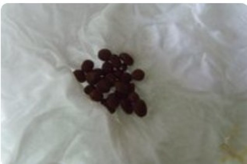 凤仙花种子仙花风仙花植物。
