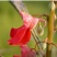 凤仙花种子仙花风仙花植物。