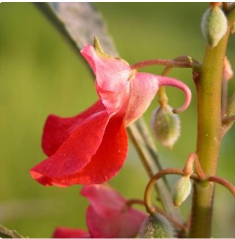 凤仙花种子仙花风仙花植物。