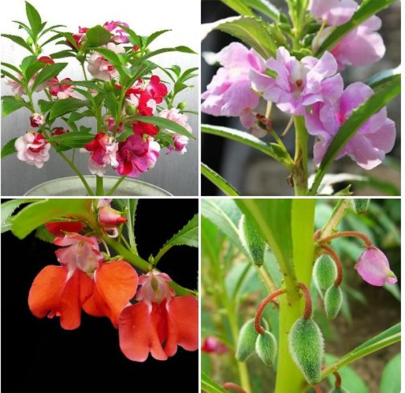 凤仙花种子仙花风仙花植物。